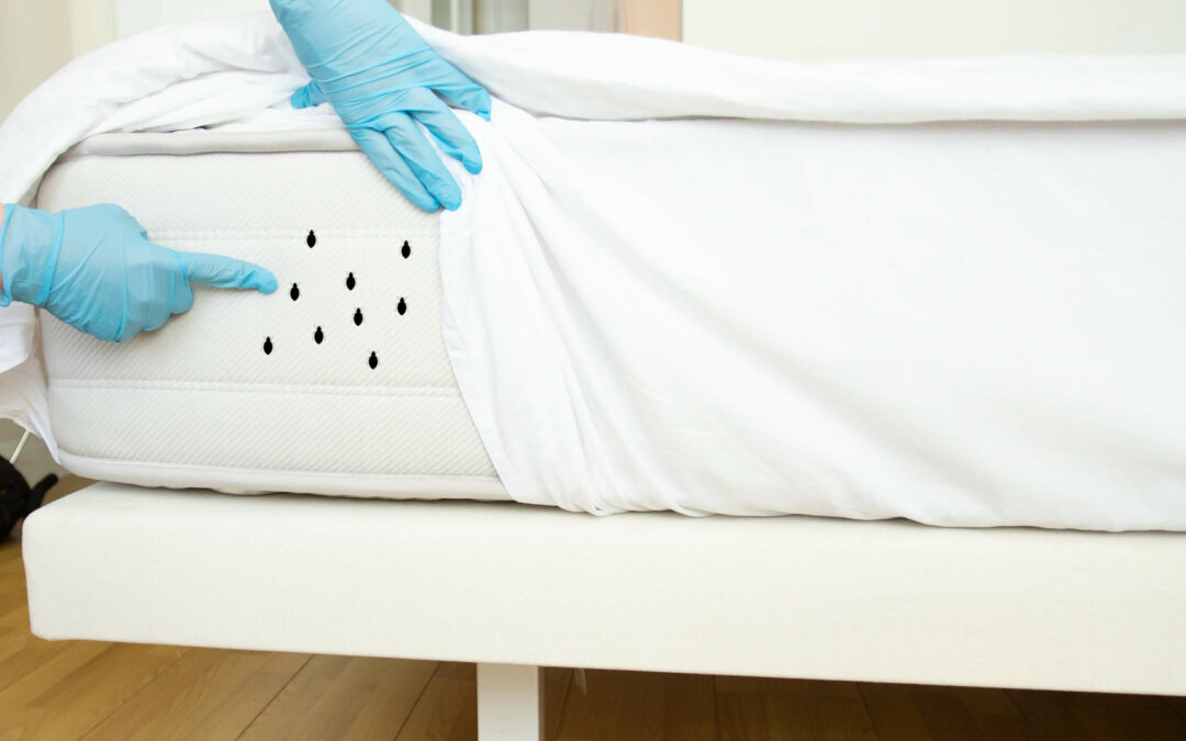 Heat Treatment is a Non-Toxic Solution for bed bug Extermination in Elderly Housing